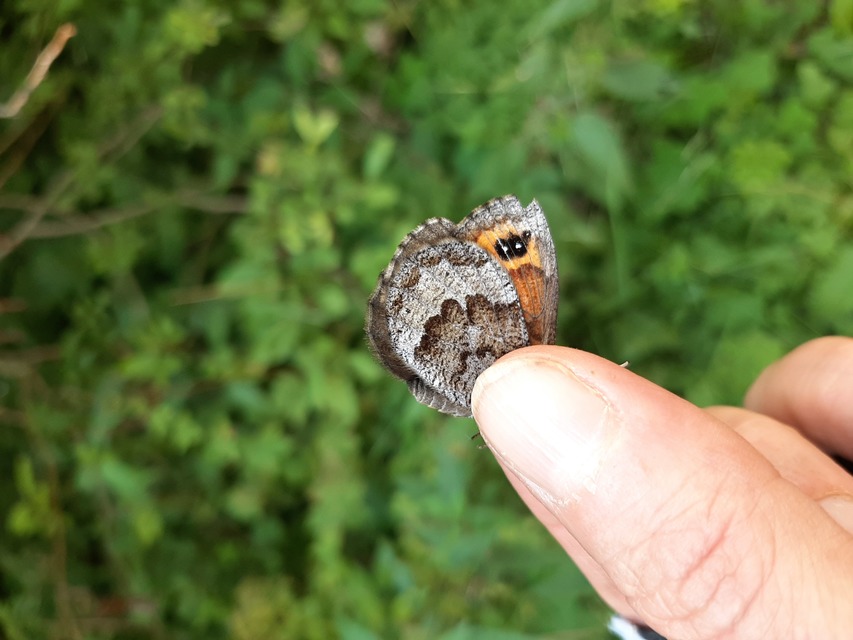 Erebia pronoe