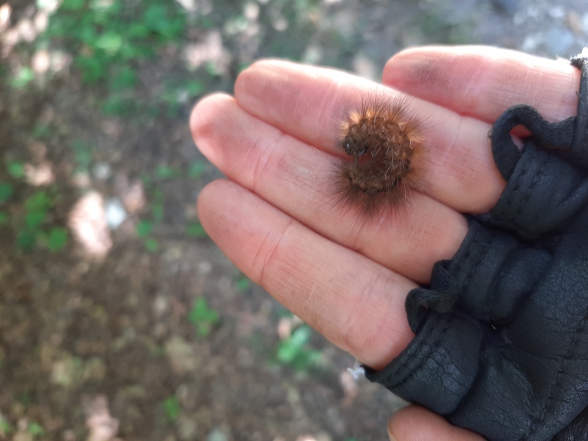 Spilosoma