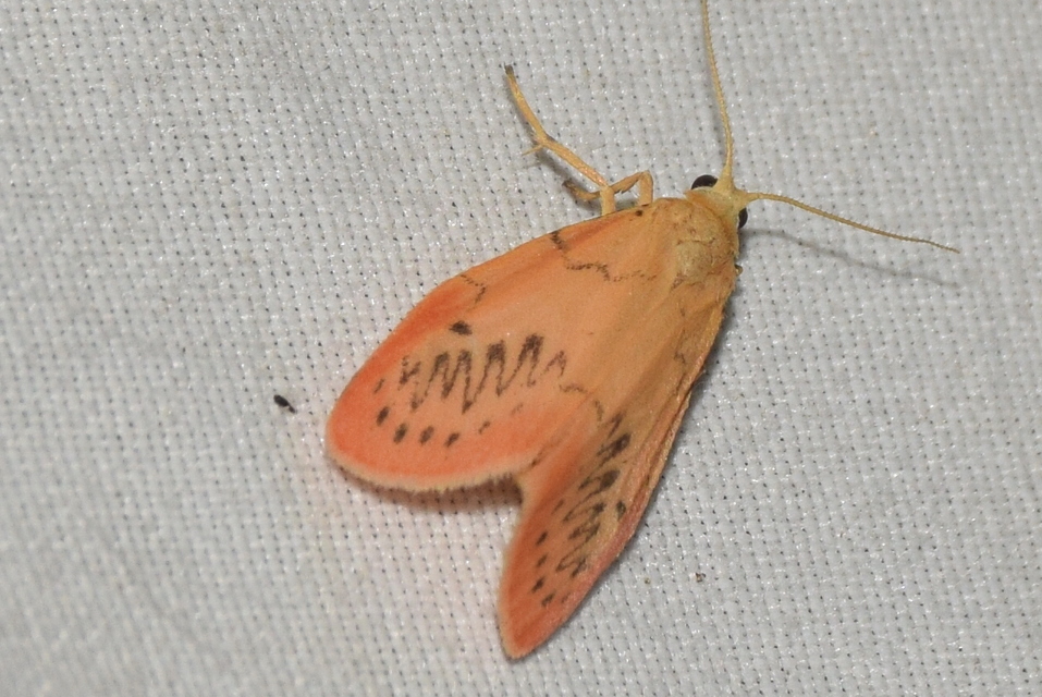 Miltochrista miniata - piros medvelepke