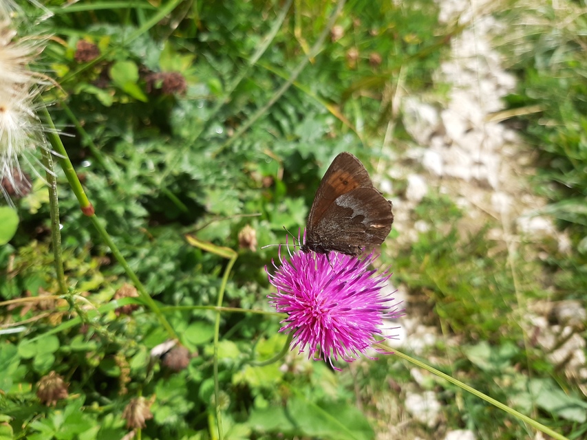 Erebia euryale