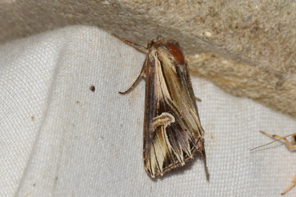Actinotia polyodon - nagy sugarasbagoly