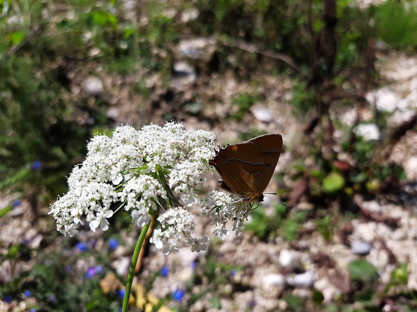 Thecla betulae - nyírfalepke