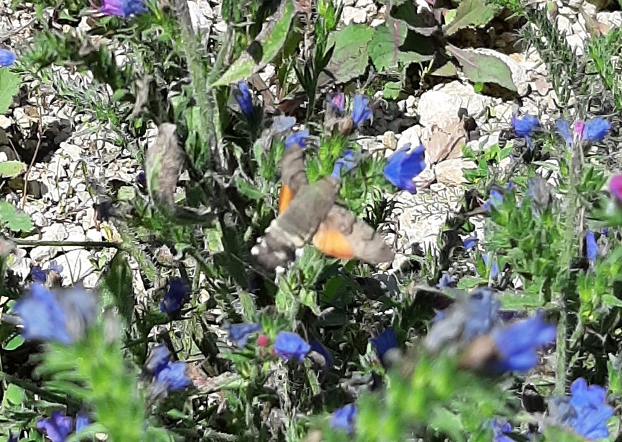 Macroglossum stellatarum - kacsafarkú szender