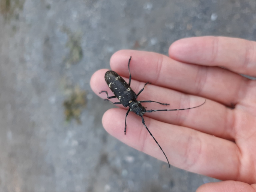 Monochamus sartor - nagy fenyvescincér