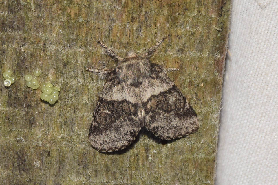 Gluphisia crenata - kormos púposszövő