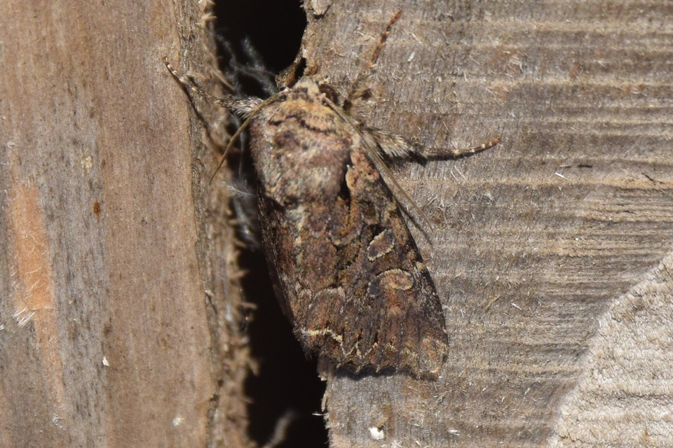 Lacanobia thalassina - borbolya-kertibagoly