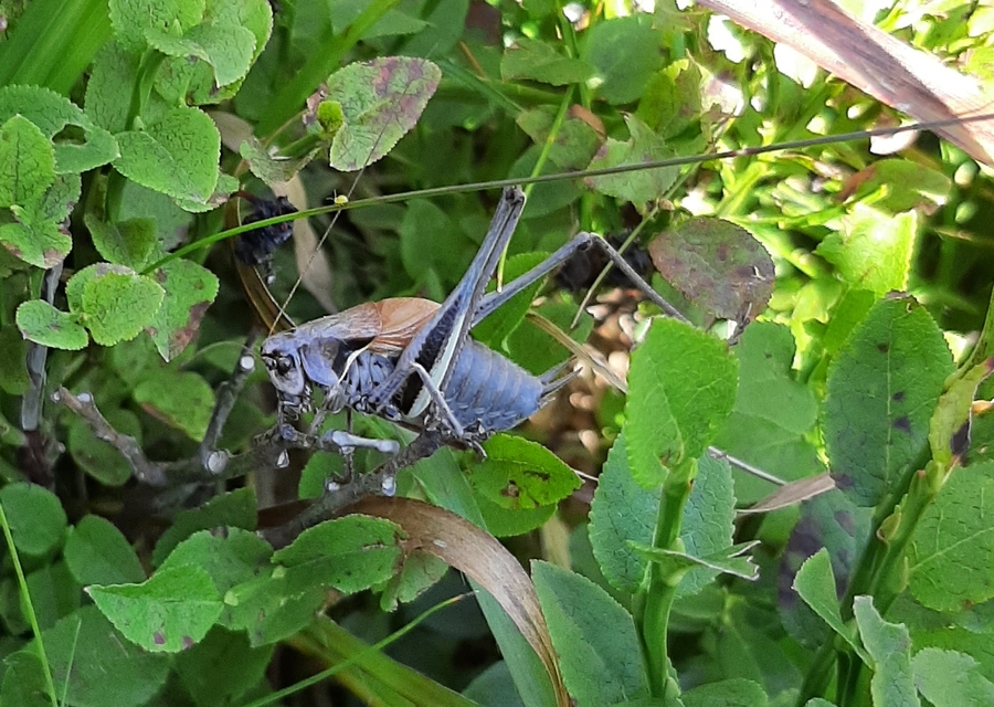 Pholidoptera transsylvanica - erdélyi avarszöcske