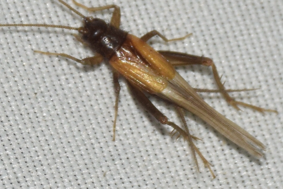 Stenonemobius bicolor ponticus - pontuszi karcsútücsök