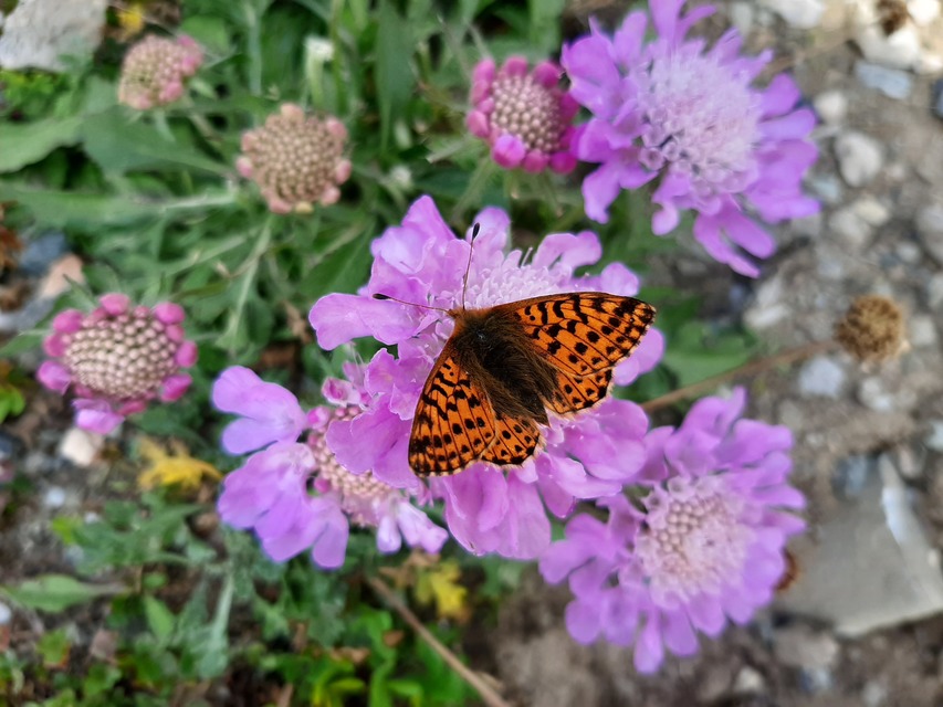 Boloria pales