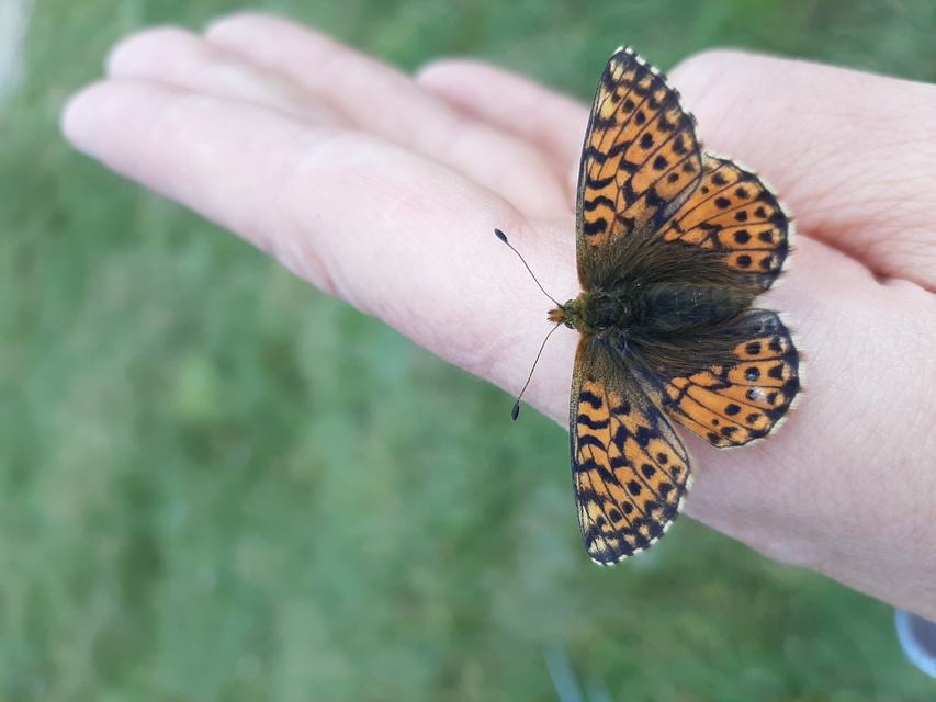 Boloria pales