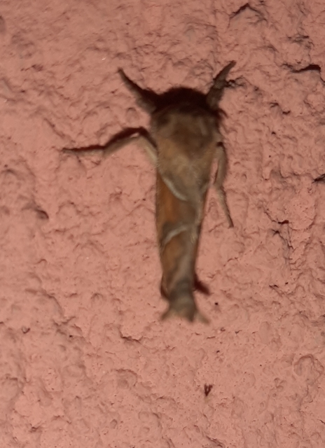 Triodia sylvina - kis gyökérrágólepke
