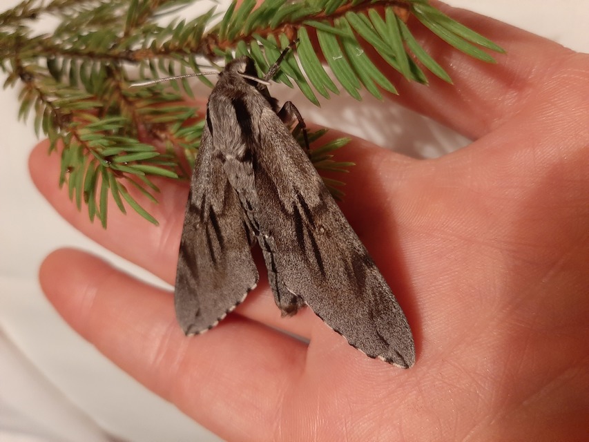 Hyloicus pinastri - fenyőszender
