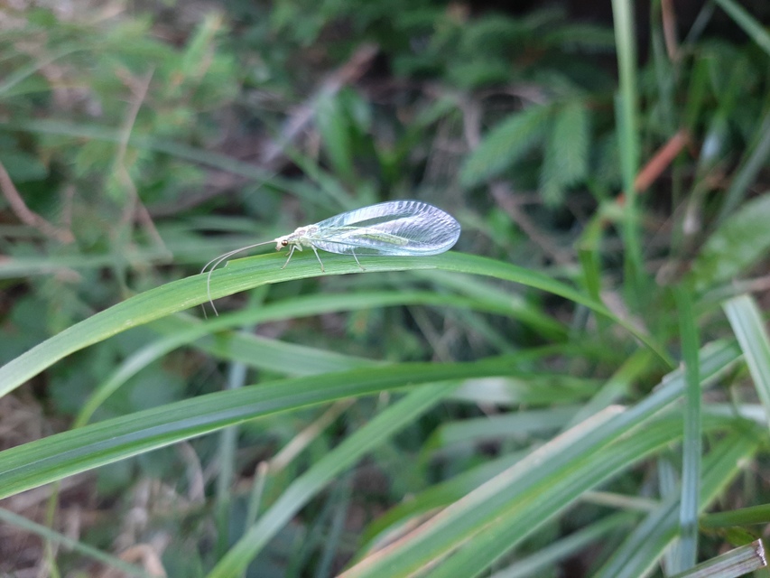 Chrysopidae - zöldfátyolkák