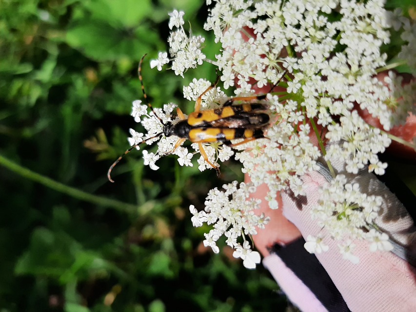 Rutpela maculata - tarkacsápú karcsúcincér