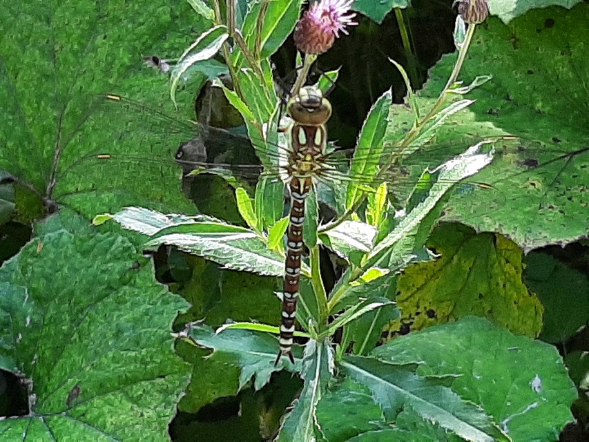 Aeshna cyanea - sebes karcsúacsa