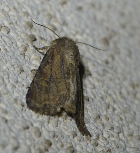 Luperina testacea - barnás szürkebagoly