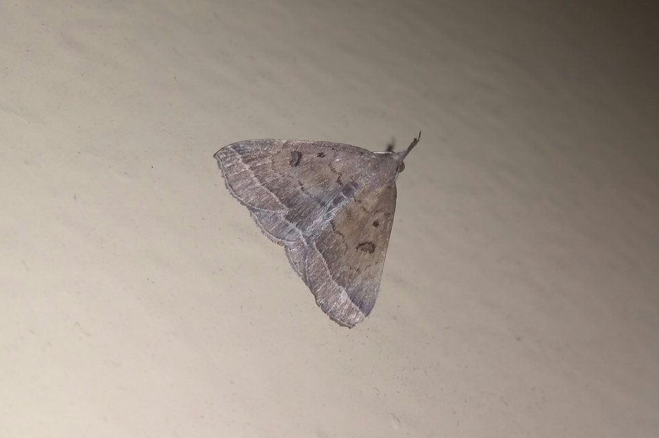Pechipogo plumigeralis - tollascsápú karcsúbagoly