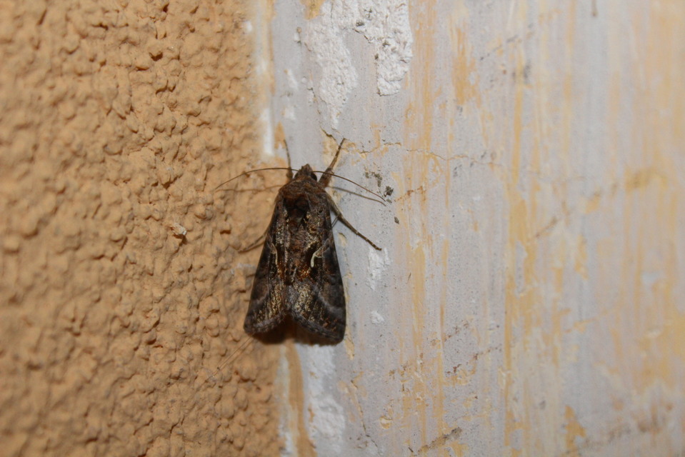 Autographa gamma - gammalepke