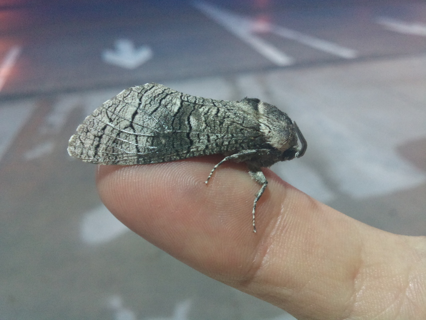 Acossus terebra - nyárfarontólepke