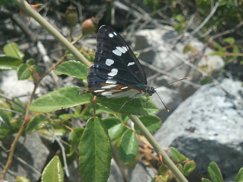 Limenitis reducta - kék lonclepke