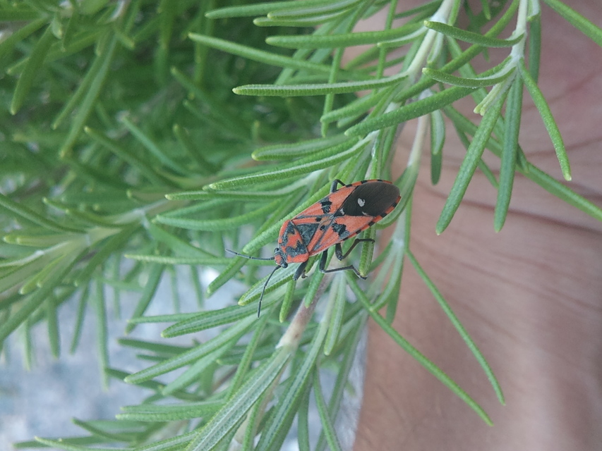 Spilostethus