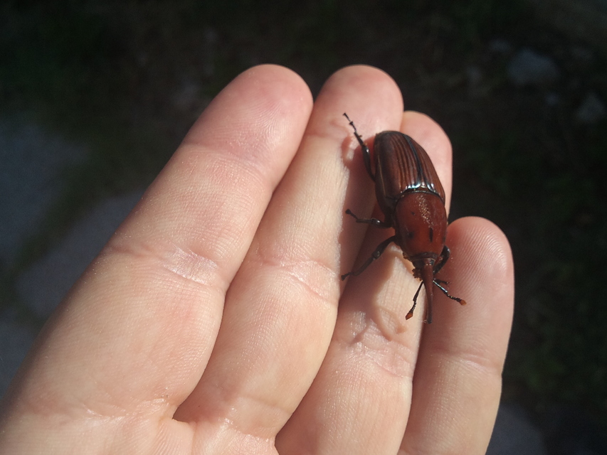 Rhynchophorus ferrugineus - vörös pálmaormányos Rhynchophorus ferrugineus - vörös pálmaormányos