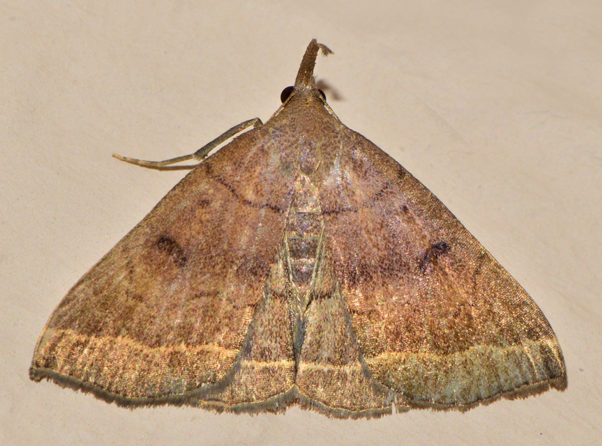 Pechipogo plumigeralis - tollascsápú karcsúbagoly
