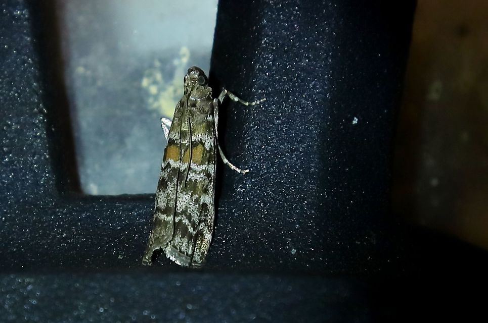 Dioryctria