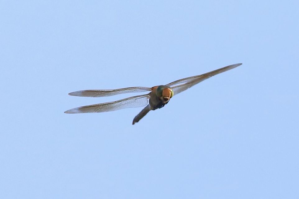 Anax parthenope - barna óriásacsa
