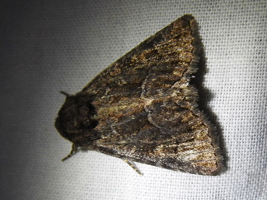Thalpophila matura - fakó erdeibagoly