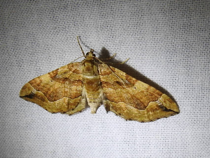 Pelurga comitata - nagy tarkaaraszoló
