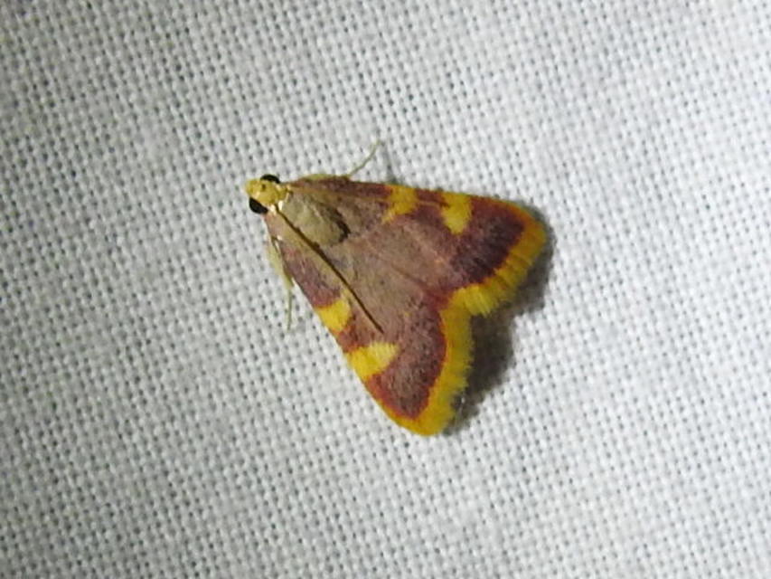 Hypsopygia costalis - szénailonca