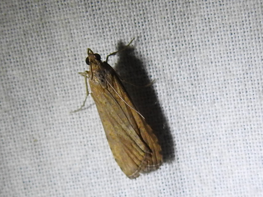 Nomophila noctuella - közönséges vándormoly