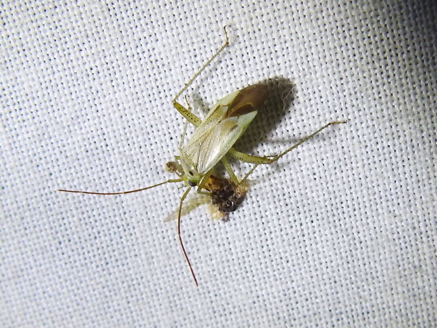 Adelphocoris lineolatus - lucernapoloska