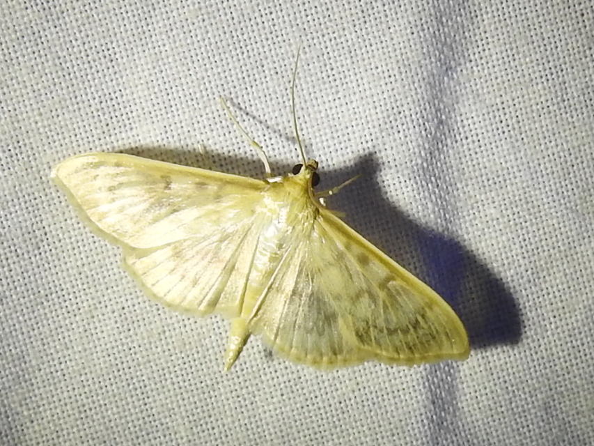 Patania ruralis - csalánevő tűzmoly