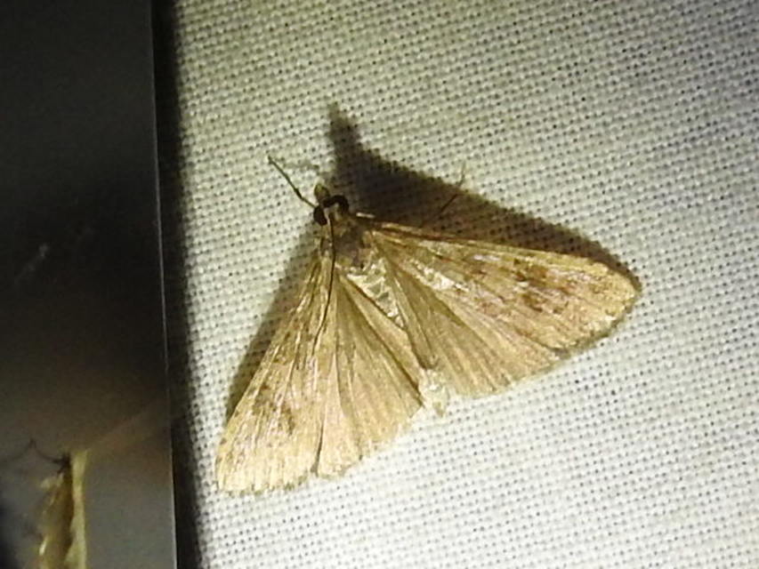 Nomophila noctuella - közönséges vándormoly