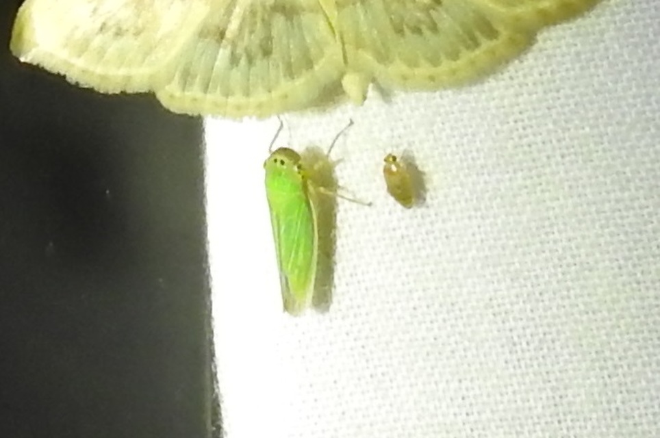 Cicadella viridis - méregzöld kabóca