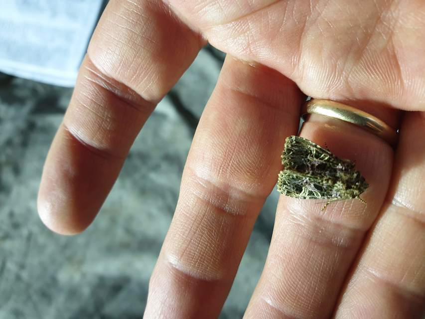 Sideridis rivularis - vörhenyes szegfűbagoly