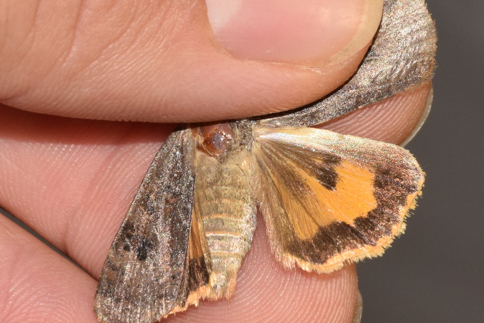 Noctua interposita - köztes sárgafűbagoly