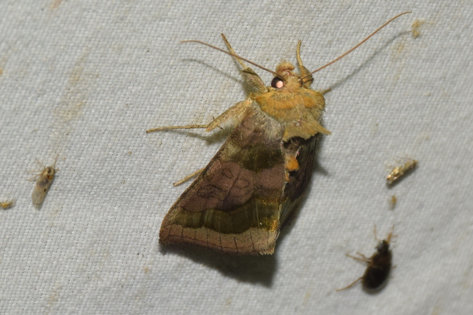 Diachrysia chrysitis - aranybagoly