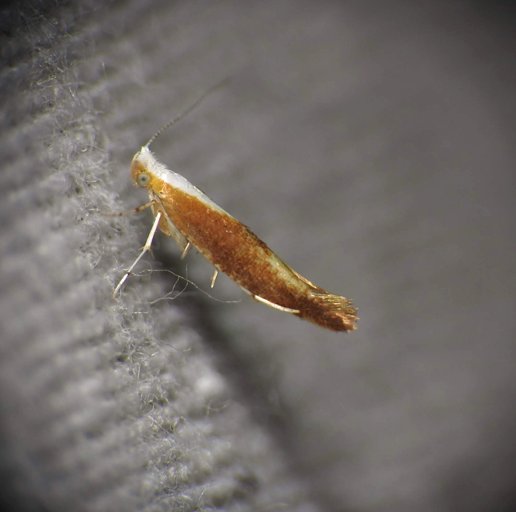 Argyresthia albistria - kökényfúró aranymoly