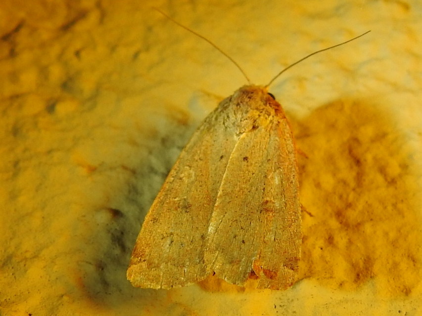 Noctua comes - kis sárgafűbagoly