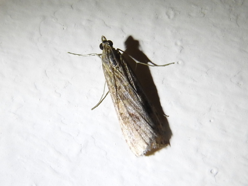 Nomophila noctuella - közönséges vándormoly