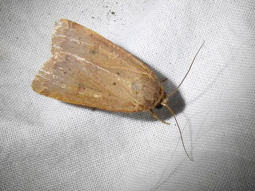 Noctua comes - kis sárgafűbagoly