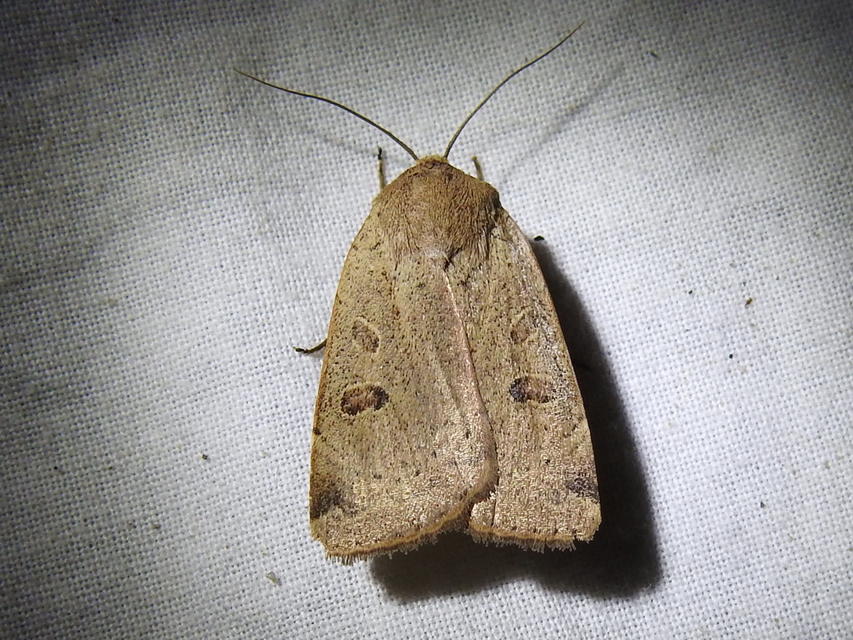 Noctua comes - kis sárgafűbagoly
