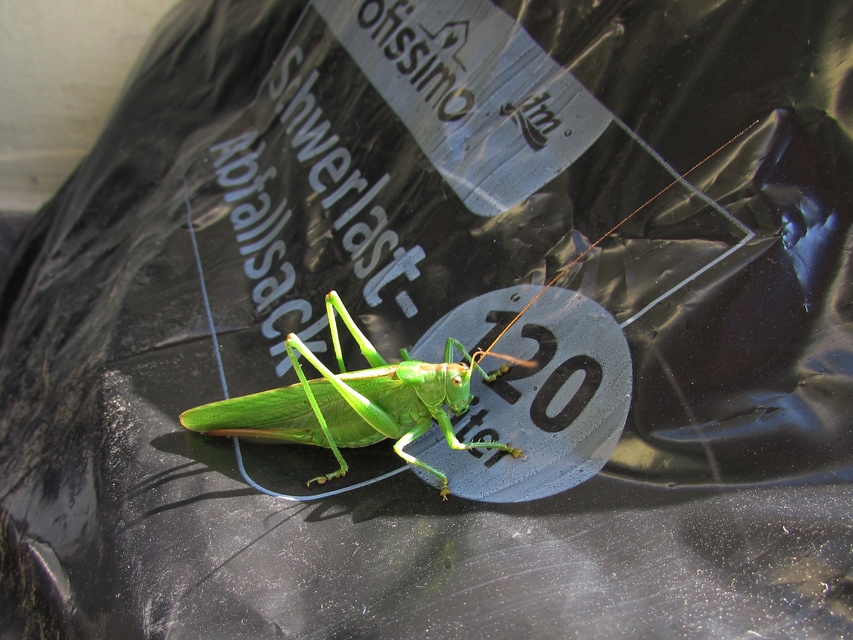 Tettigonia viridissima - zöld lombszöcske Tettigonia viridissima - zöld lombszöcske
