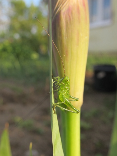 Tettigonia viridissima - zöld lombszöcske Tettigonia viridissima - zöld lombszöcske