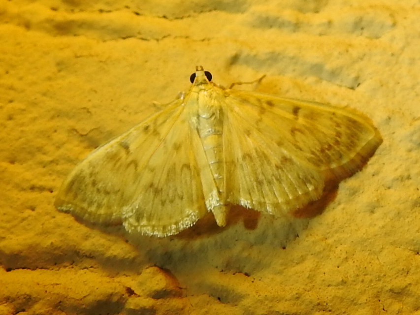Patania ruralis - csalánevő tűzmoly