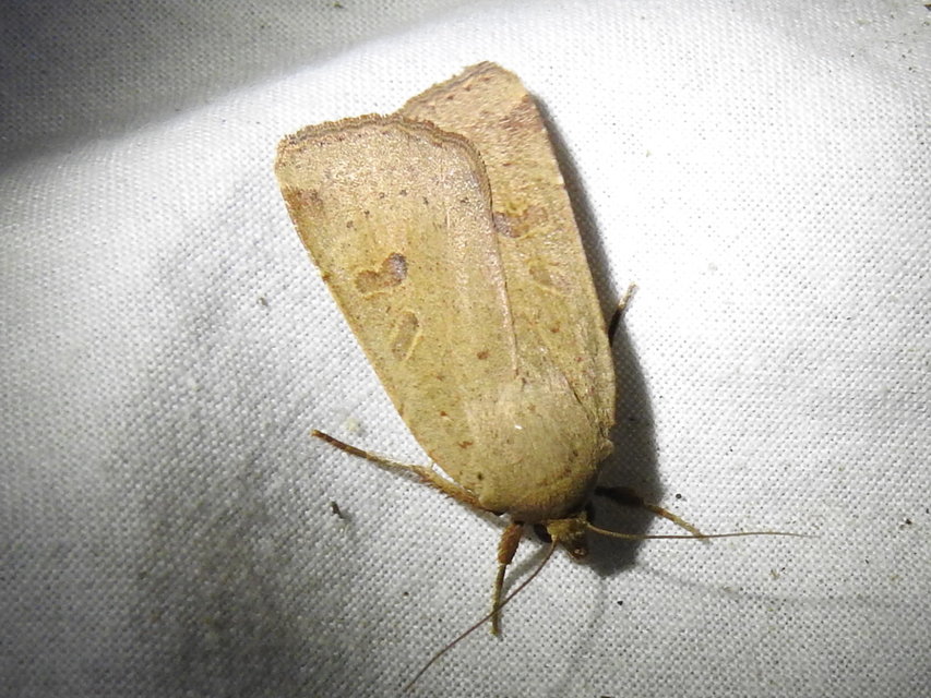 Noctua comes - kis sárgafűbagoly