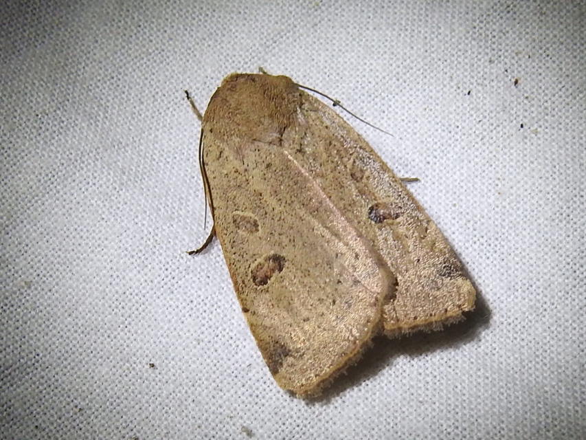 Noctua comes - kis sárgafűbagoly